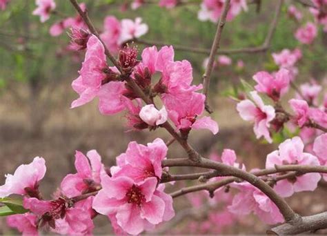 命帶桃花的人|八字命帶桃花